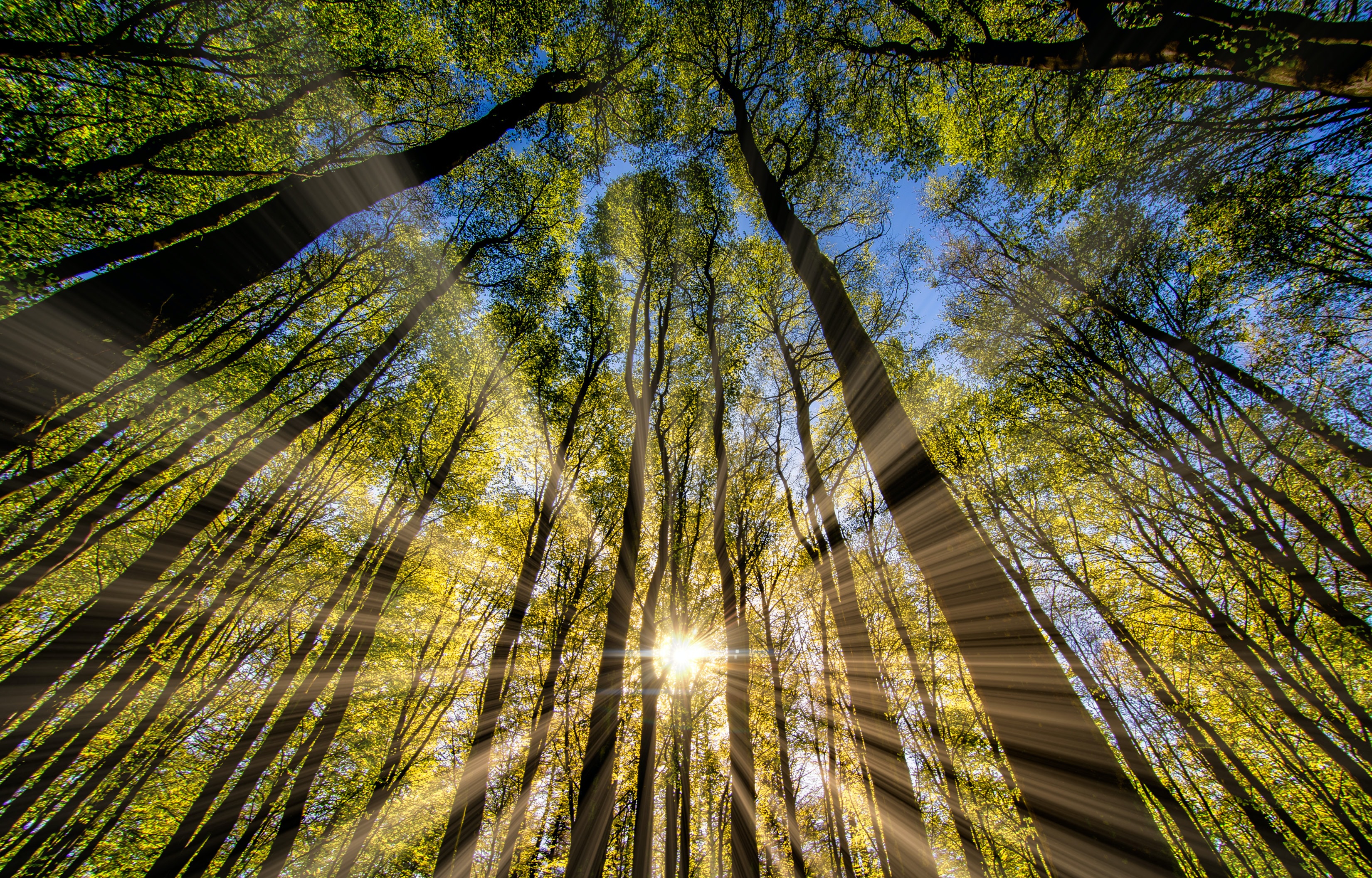 Sun peaking through trees